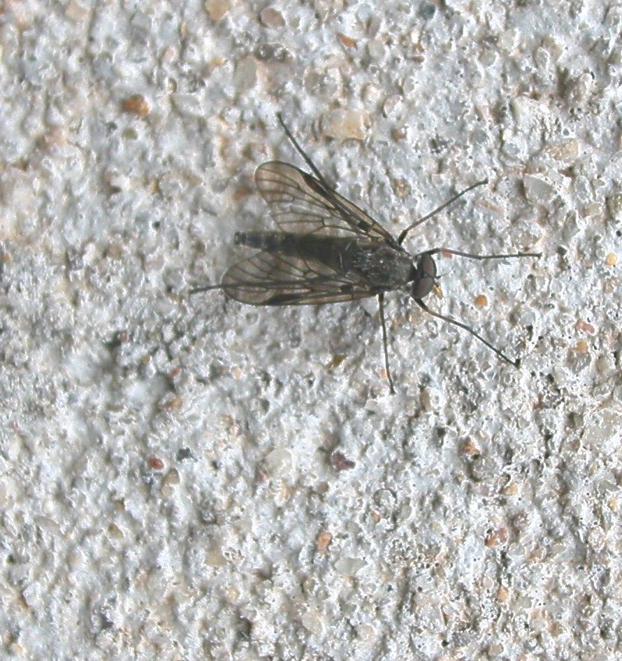 Rhagionidae.